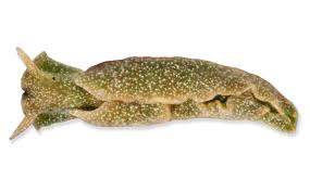 Image result for Scleria chlorocalyx