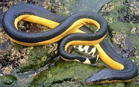 Yellow Bellied Sea Snake Sea Snake Snake Reptiles And Amphibians