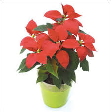 Image result for Euphorbia pulcherrima