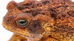 Learn About Frogs And Toads - Frogpets