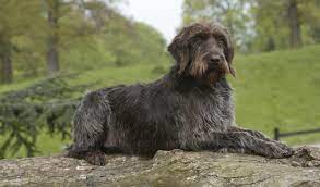Fox terriers big black dog breeds black dogs griffon dog wirehaired pointing griffon german. Wirehaired Pointing Griffon Dog Breed Information