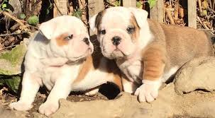 Voici un des 4 chiots qu'a eu ma chienne bulldog anglais il y a a peu près un mois! Chiots Bulldog Anglais Disponibles A La Reservation Magnifiques Bebes Bulldog Anglais Avec Pedigree Nes Et Eleves Dans Un Cadre Familial En Presence D Autr