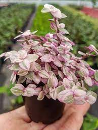 Check out our tradescantia callisia repens selection for the very best in unique or custom, handmade pieces from our товары для рукоделия shops. Callisia Repens Pink Lady Turtle Vine World Of Succulents