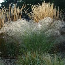 Image result for Eragrostis porosa