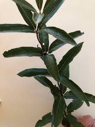 Image result for Ozoroa homblei