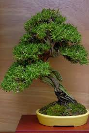 Image result for rosemary bonsai