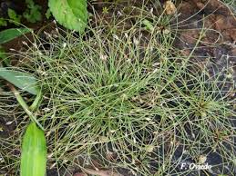 Image result for Eleocharis retroflexa