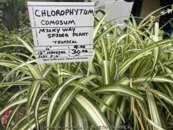 Image result for Chlorophytum africanum