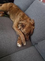 Happy Gotcha Day Peabody!!...