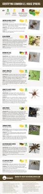 house spider identification chart visual ly