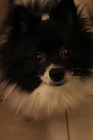 Pomeranian Black American Eskimo Dog Black White Pomeranian Are Cute Pomeranian Puppy Husky Puppy White Pomeranian Puppies