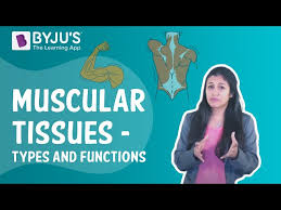 Other muscles (smooth & cardiac) will contract without nervous stimulation but their contraction can be influenced by the nervous system. Muscular Tissue Structure Functions And Types Of Muscular Tissue