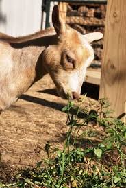 Check spelling or type a new query. Garden Greens For Goats Chickens Better Hens Gardens