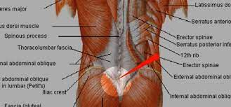 This is my video about the muscles of the back. Lower Back Muscles In Skateboarding Importance And Exercises Urban Surfer Blog