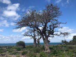 Image result for Sterculia appendiculata