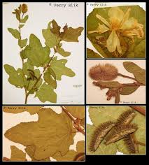 Image result for Clappertonia ficifolia