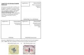 The cell cycle worksheet name: Magnification Animal Cell Cycle Drawings Of Chegg Com