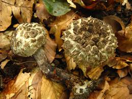 Image result for Strobilomyces strobilaceus