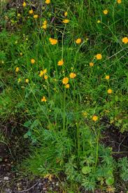 Image result for Ranunculus multifidus