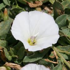 Image result for Convolvulus goyderi