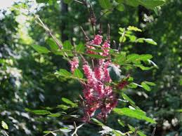 Image result for Indigofera erythrogramma