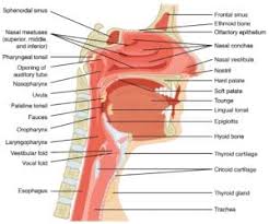 The eustachian tube, a tiny canal that originates in the ear and drains into the back of the throat, usually keeps unwanted germs out. Ear Nose And Throat And Allergies Suburban Multispecialty