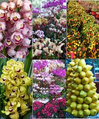 Check spelling or type a new query. Chinese New Year Flower Market In Mongkok Jan 2014 Photos Taken By Bradjill