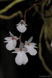 Image result for Microcoelia stolzii