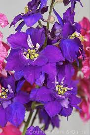 Larkspur Consolida Ambigua Syn Delphinium Ajacis A Summer To Autumn Flowering Annual Native To The Mediterranean Area Delphinium Perennials Rare Flowers