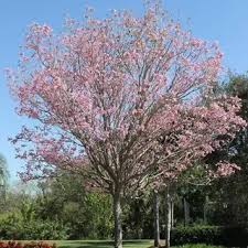 Image result for Tabebuia heterophylla