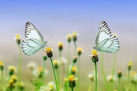 As a special holiday treat, dr. We Delight In Beauty Of The Butterfly But Rarely Admit Changes Maya Angelou Inspire 99