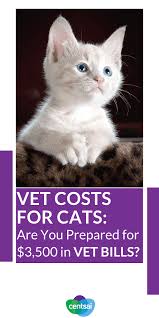 How to cover veterinary costs without depleting your savings. Vet Costs For Cats Are You Prepared For The Bills Centsai