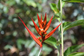 We did not find results for: Flower Nature Orange Flowering Botany Beauty Peru Rainforest South America Growth Pxfuel