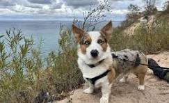 Blue Merle corgi? : r/corgi