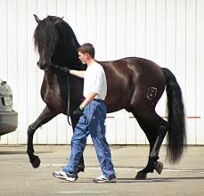 The andalusian, also known as the pure spanish horse or pre (pura raza española), is a horse breed from the iberian peninsula, where its ancestors have lived for thousands of years. Andalusian Horse Wikipedia