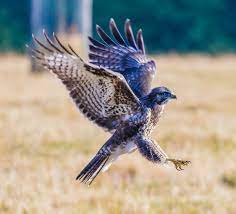 1 watcher 1.5k page views 1 deviation. Vroege Vogels Foto Vogels Buizerd Juveniel