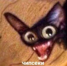 Pin By Defne Caglayan On Vp Cute Memes Funny Cat Memes Stupid Funny Memes