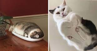 21 photos of cats sitting on glass tables please disregard. I Can Has Cheezburger Loaf Funny Animals Online Cheezburger