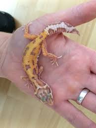 Jungle Bell Het Radar Luna Leopard Gecko Leopard Gecko