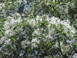 Image result for Chionanthus