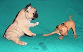Fortunately we are going to assist you in your looking for a sale of french. Choosing A Cream French Bulldog In Los Angeles Ca Biz Trade News
