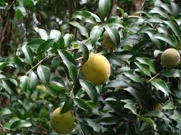 Image result for Eugenia sp. A