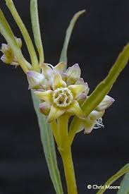 Image result for Raphionacme globosa