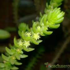 Image result for Crassula schimperi