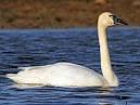 Tundra Swan Identification, All About Birds, Cornell Lab of ...
