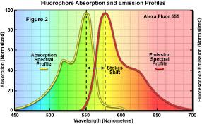 Zeiss Microscopy Online Campus Microscopy Basics