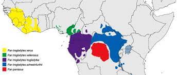 Chimpanzee Habitat Online Biology Dictionary