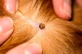 Image result for Tick Paralysis