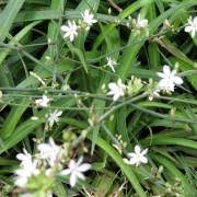 Image result for Chlorophytum bowkeri