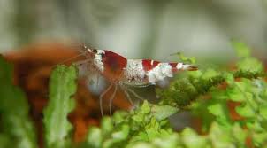 Check spelling or type a new query. How And What To Feed Your Shrimp Shrimp And Snail Breeder
